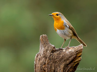 Roodborst / Robin - Lemelerberg