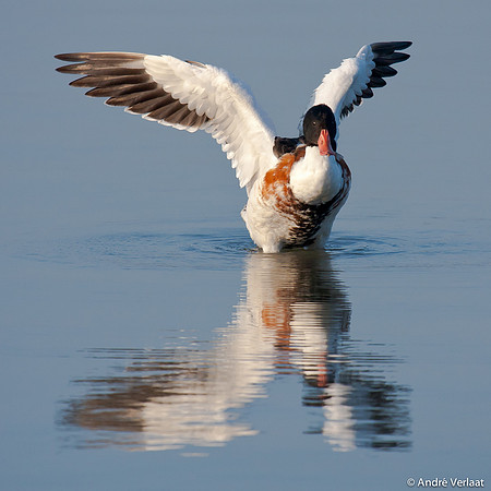 Bergeend / Shelduck - Oostvaardersplassen