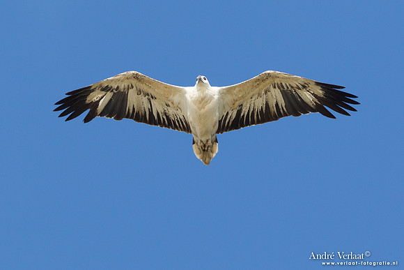 Witbuikzeearend / White-bellied Sea Eagle - Fraser Island