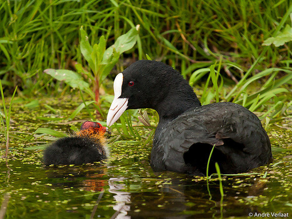Meerkoet / Coot - Leekermeer