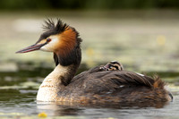 Fuut / Great Crested Grebe - Wognum