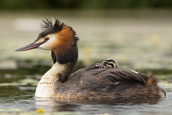 Fuut / Great Crested Grebe - Wognum