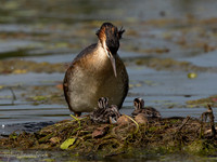 Fuut / Great Crested Grebe - Wognum