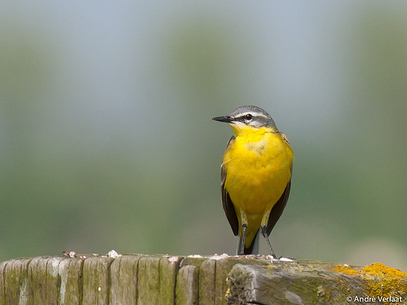 Gele Kwikstaart / Western Yellow Wagtail - Leekermeer