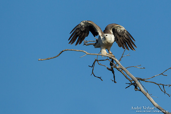 Witbuikzeearend / White-bellied Sea Eagle - Fraser Island