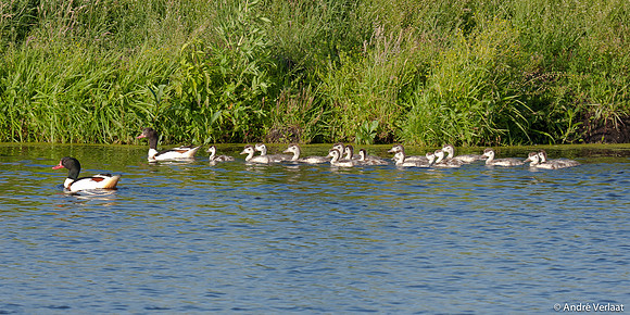 Bergeend / Shelduck - Zeevang