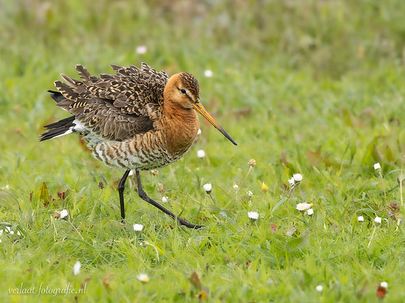 Grutto / Black-tailed Godwit - Wognum