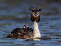 Fuut / Great Crested Grebe - Wognum
