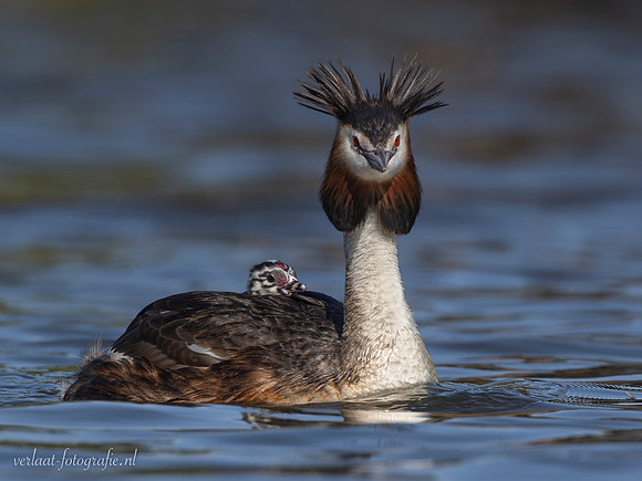 Fuut / Great Crested Grebe - Wognum