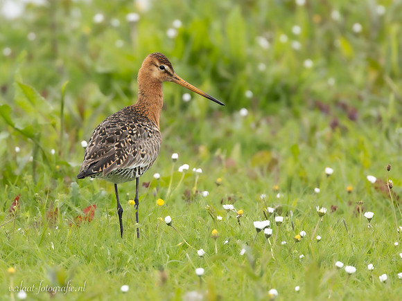 Grutto / Black-tailed Godwit - Wognum
