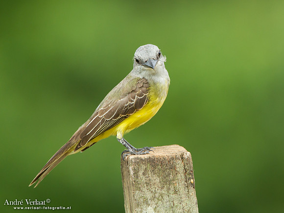 Tropische Koningstiran / Tropical Kingbird - Peperpot