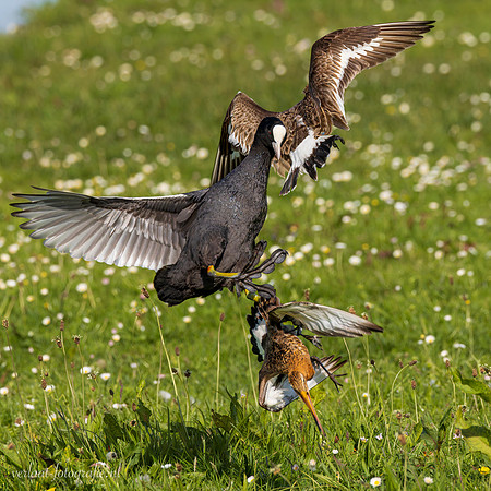 Grutto / Black-tailed Godwit - Wognum