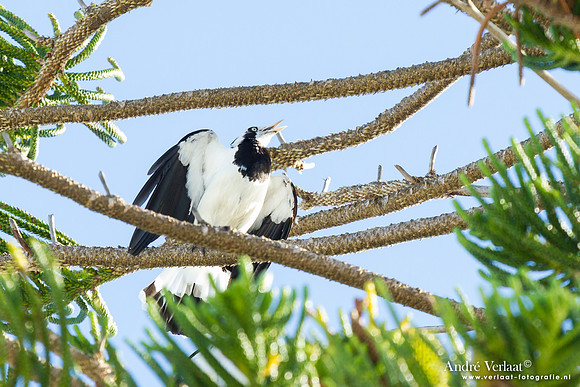 Australische Slijkekster / Magpie-lark - Rainbow Beach