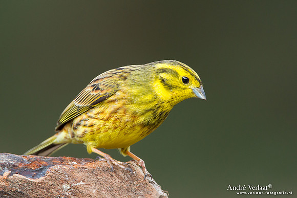 Geelgors / Yellowhammer - Lemelerberg