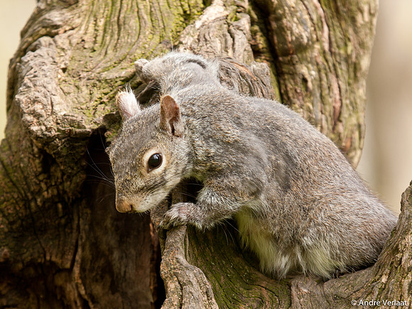 Grijze Eekhoorn / Eastern Grey Squirrel - Boston, USA