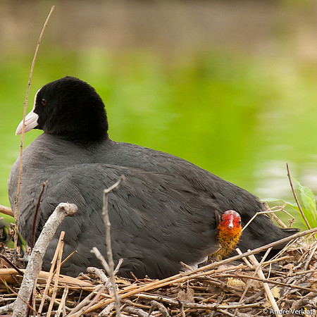 Meerkoet / Coot - Leekermeer