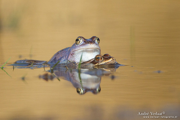 Heikikker / Moor frog - Kootwijk