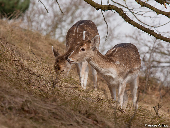 Damhert / Fellow Deer - Amsterdamse Waterleidingduinen, The Netherlands