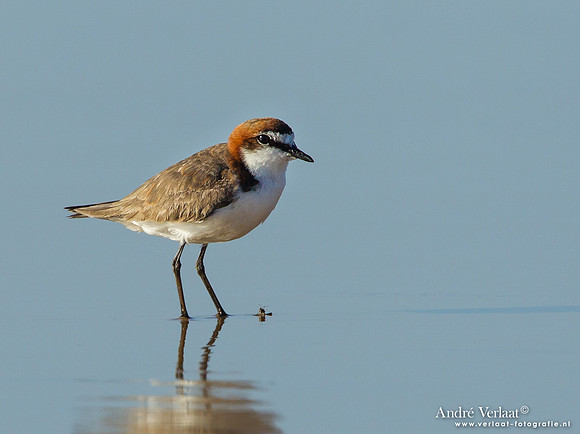 Roodkopplevier / Red-capped Plover - Fraser Island