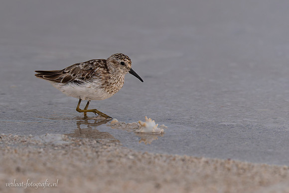 Strandloper / Sandpiper - Rio Lagartos