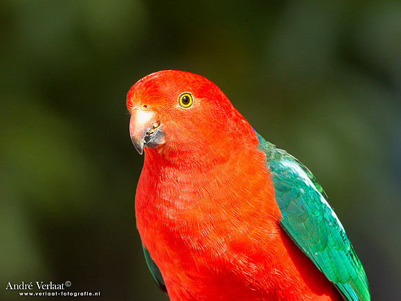 Australische Koningsparkiet / Australian King Parrot - Lamington Park
