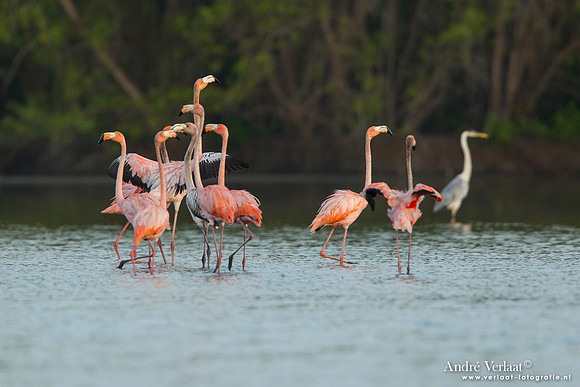 Caribische Flamingo / Greater Flamingo - Bigi Pan