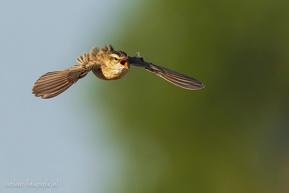 Rietzanger / Sedge Warbler - Schardam