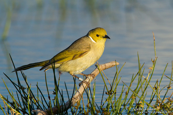 Witpluimhoningeter / White-plumed Honeyeater - Bowra Sanctuary
