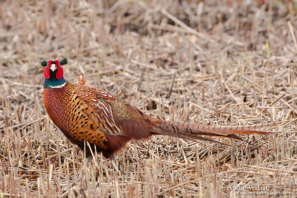 Fazant / Pheasant - Schardam