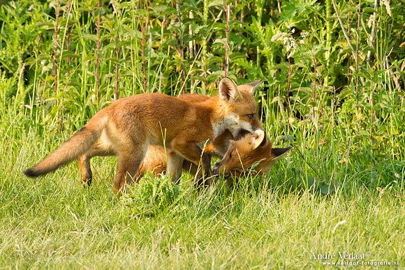 Vos / Red Fox - Zoetermeer