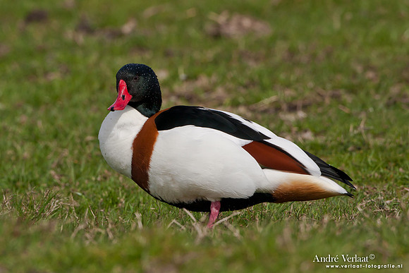 Bergeend / Shelduck - Zeevang