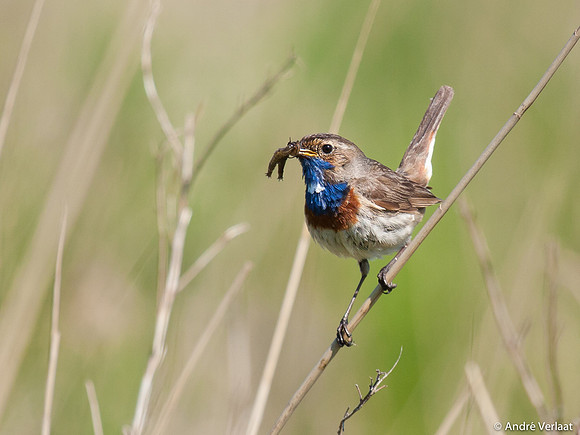 Blauwborst / Bluethroat - Egboetswater