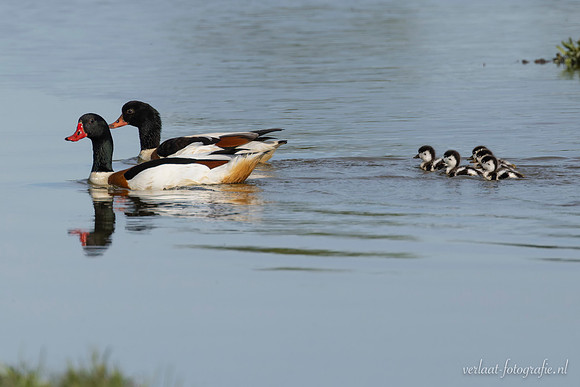 Bergeend / Shelduck - Wognum