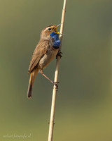 Blauwborst / Bluethroat - Zouweboezem