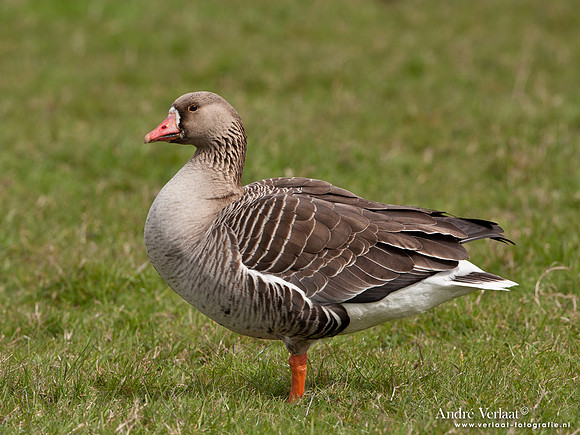 Grauwe Gans / Greylag Goose - Schardam