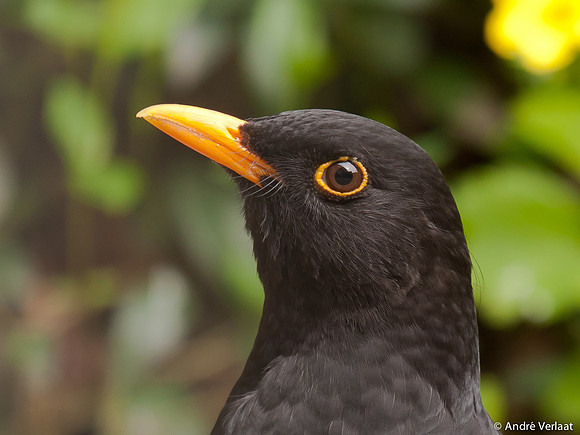 Merel / Blackbird - Wognum