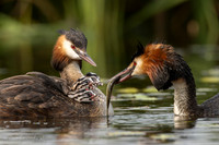 Fuut / Great Crested Grebe - Wognum
