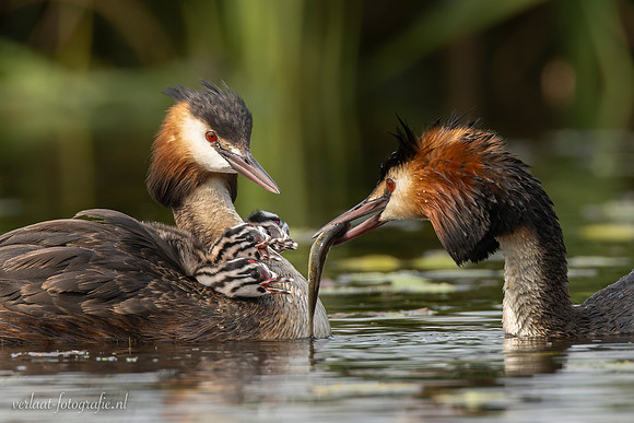Fuut / Great Crested Grebe - Wognum