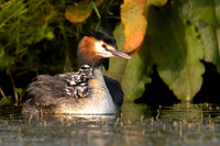 Fuut / Great Crested Grebe - Wognum