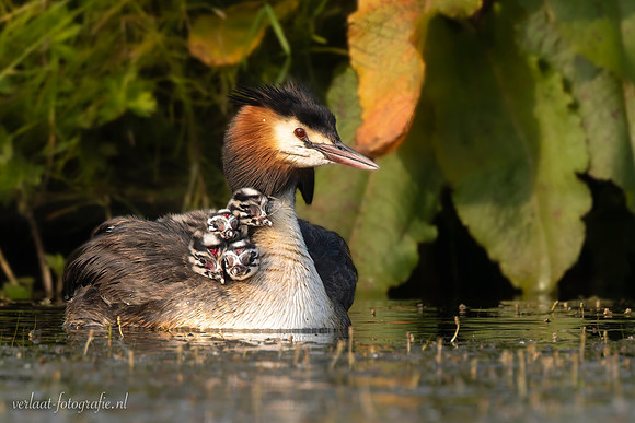 Fuut / Great Crested Grebe - Wognum