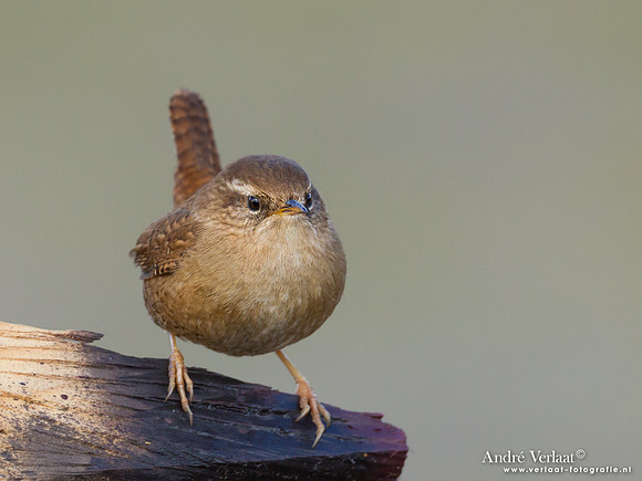 Winterkoning / Winter Wren - Den Oever