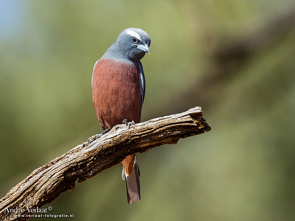 Wenkbrauwspitsvogel / White-browed Woodswallow - Bowra Sanctuary