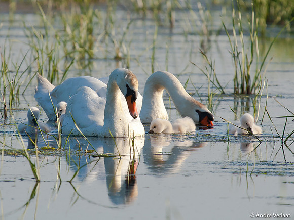 Knobbelzwaan / Mute Swan - Zeevang