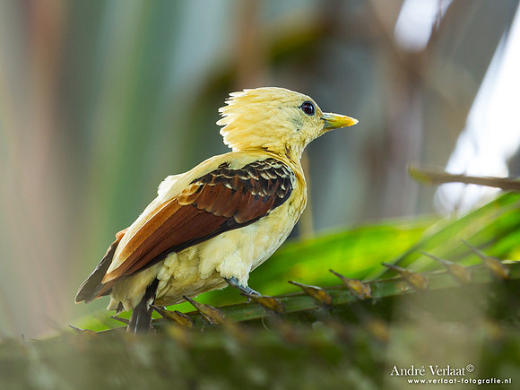 Strogele Specht / Cream-colored Woodpecker - Commewijne