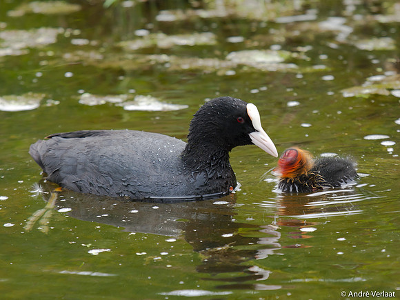 Meerkoet / Coot - Leekermeer