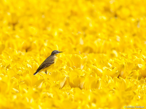 Gele Kwikstaart / Western Yellow Wagtail - Leekermeer