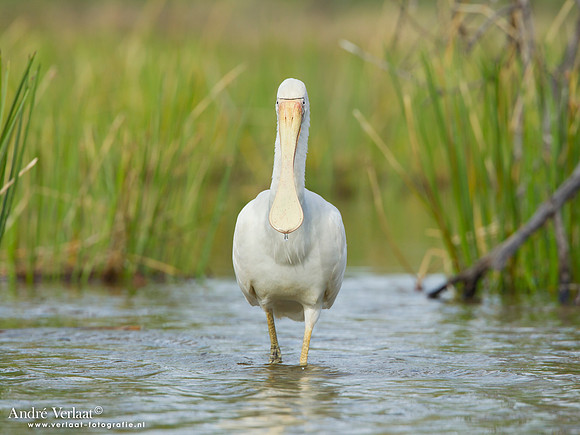 Geelsnavellepelaar / Yellow-billed Spoonbill - Bowra Sanctuary