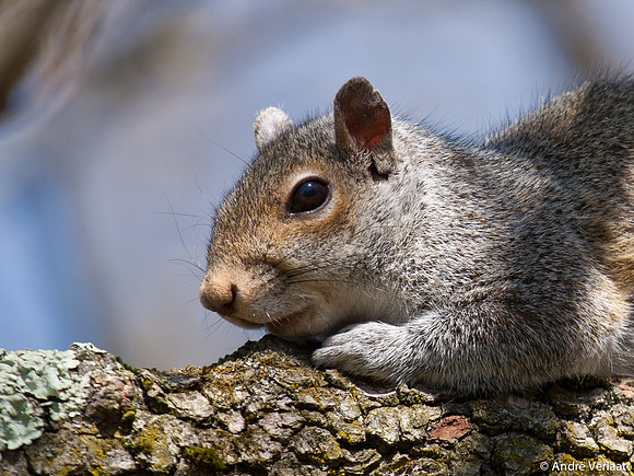 Grijze Eekhoorn / Eastern Grey Squirrel - Boston, USA