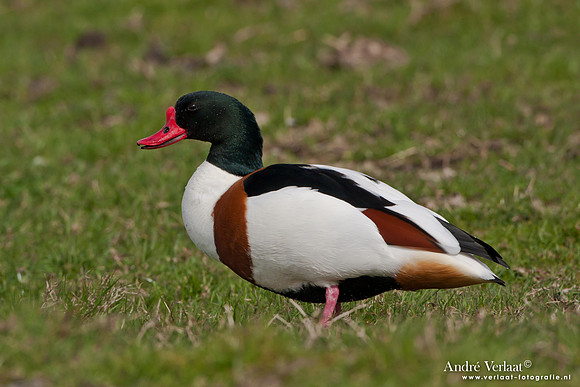 Bergeend / Shelduck - Zeevang