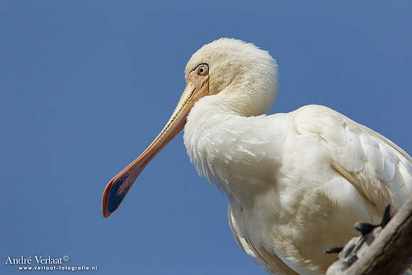 Geelsnavellepelaar / Yellow-billed Spoonbill - Bowra Sanctuary